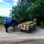 East TN Mennonites copy - Naturally A Deal East TN Mennonites