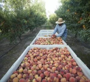 Pearson Farms