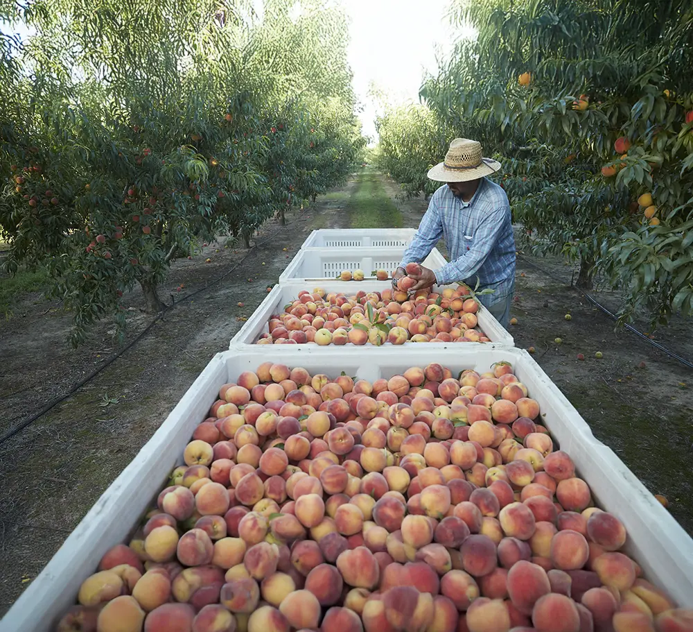 Pearson Farms